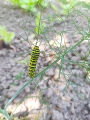 Papilio machaon