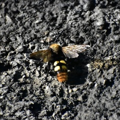 Megascolia maculata maculata