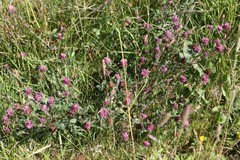 Trifolium pratense