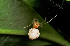 Chrysso lingchuanensis