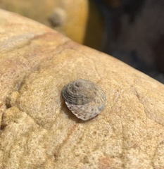 Bembicium vittatum