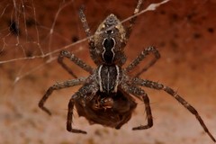 Dendrolycosa