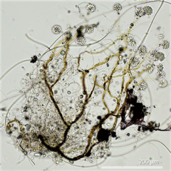 Anthophysa vegetans