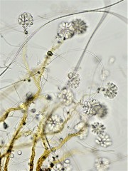 Anthophysa vegetans