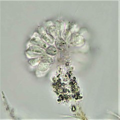 Anthophysa vegetans