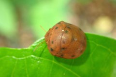 Hyperoncus lateritius