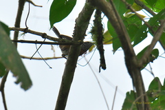 Pheugopedius rutilus