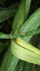 Toxomerus marginatus