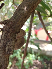 Hexagonia tenuis