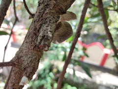 Hexagonia tenuis