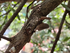 Hexagonia tenuis
