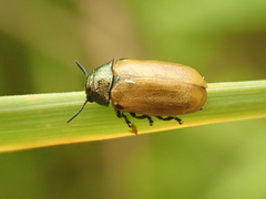 Labidostomis longimana