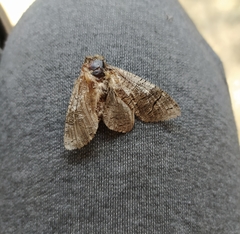 Cossus cossus