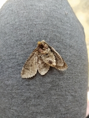 Cossus cossus