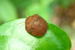 Hyperoncus lateritius