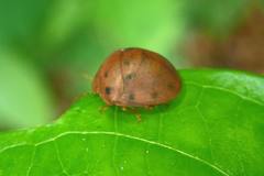 Hyperoncus lateritius