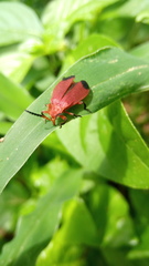 Phauda flammans
