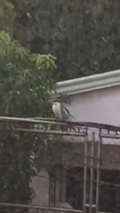 Todiramphus chloris collaris