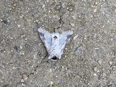 Furcula scolopendrina