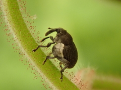 Zacladus geranii