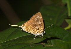 Bindahara phocides