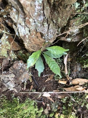 Lithocarpus konishii