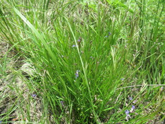 Polygala tenuifolia