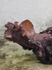 Auricularia