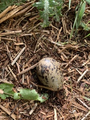 Haematopus ostralegus