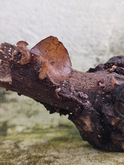 Auricularia