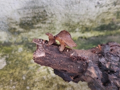 Auricularia