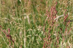 Rumex acetosa