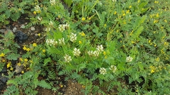 Astragalus inopinatus