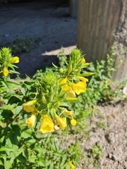 Oenothera rubricaulis