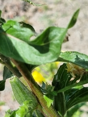 Oenothera rubricaulis