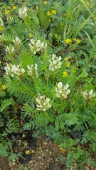 Astragalus inopinatus