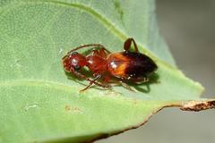 Anthelephila klapperichi