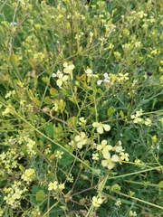 Raphanus raphanistrum landra