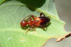 Anthelephila klapperichi