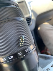 Buprestis octoguttata