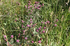 Trifolium pratense