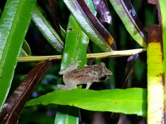 Orange-Canthal Shrub Frog photo 4