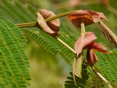 Albizia chinensis