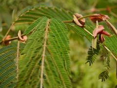 Albizia chinensis