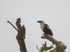 Lybius leucocephalus
