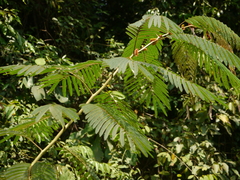 Albizia chinensis