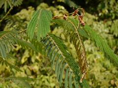 Albizia chinensis