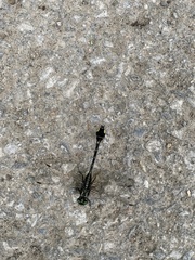 Gomphurus