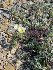 Dryas ajanensis