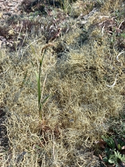 Carex rigidioides